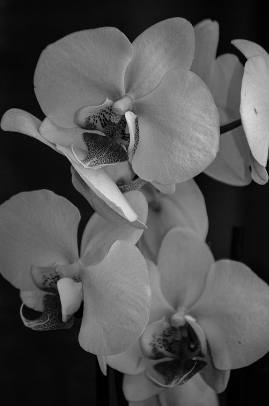 Orchids B&W